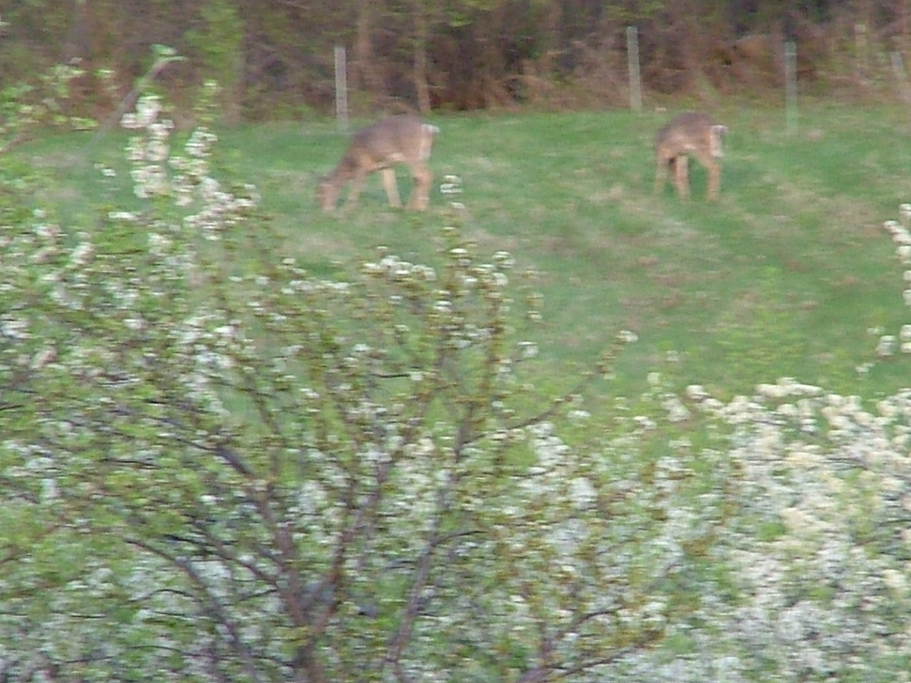 Deer behind our house