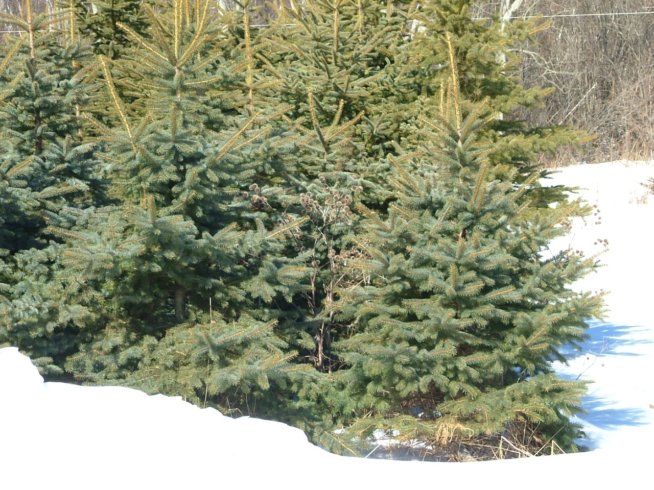Blue Spruce trees