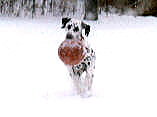 Soccer dog!