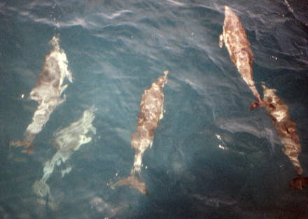 Dolphins bowriding in the Pacific off Dana Point, CA