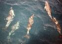 Dolphins bowriding