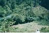 Subsistence Farming on the mountain