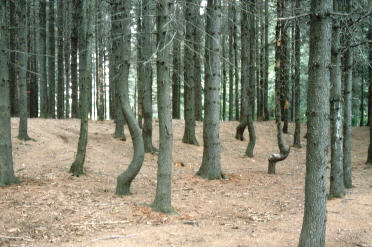 Oddly shaped trees in a forest in Lowville, NY
