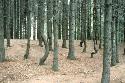 Can't
see the forest for the trees